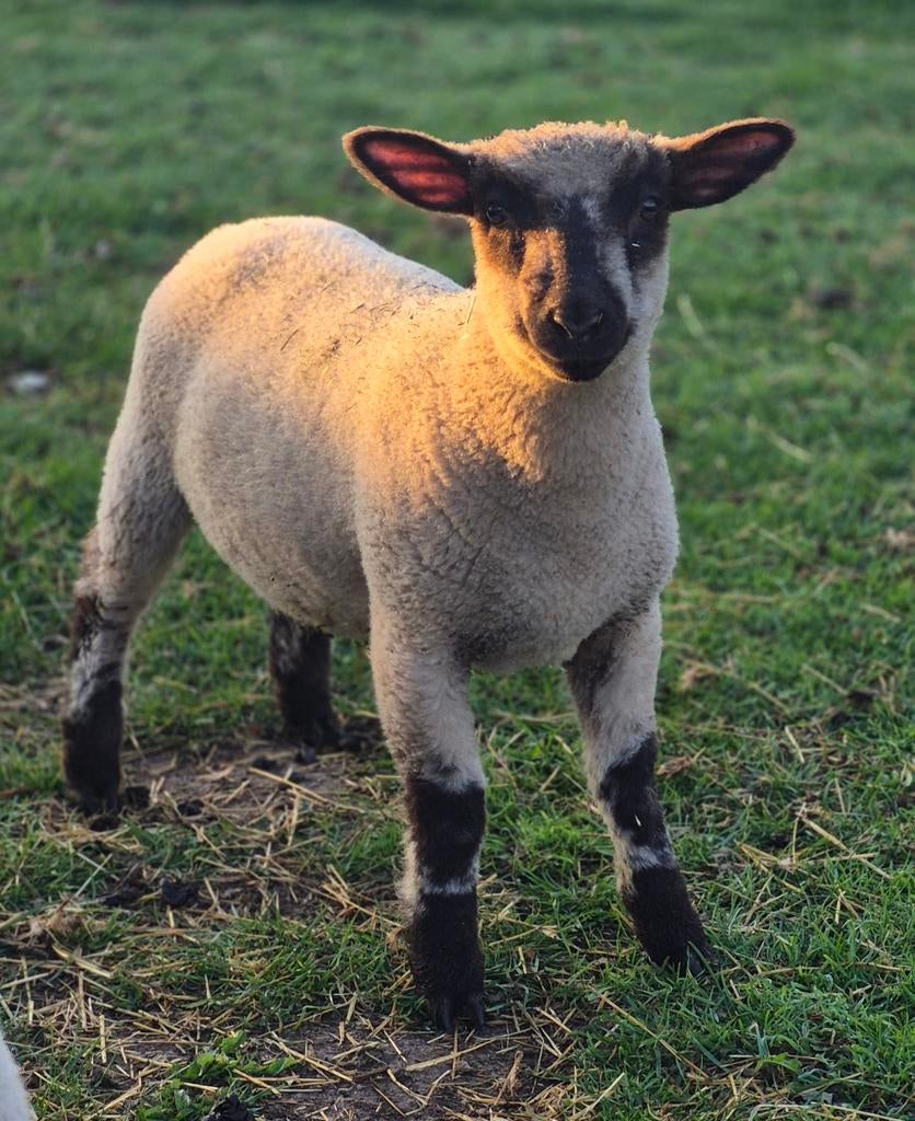 Zuiver Hampshire Down ramlam, Dieren en Toebehoren