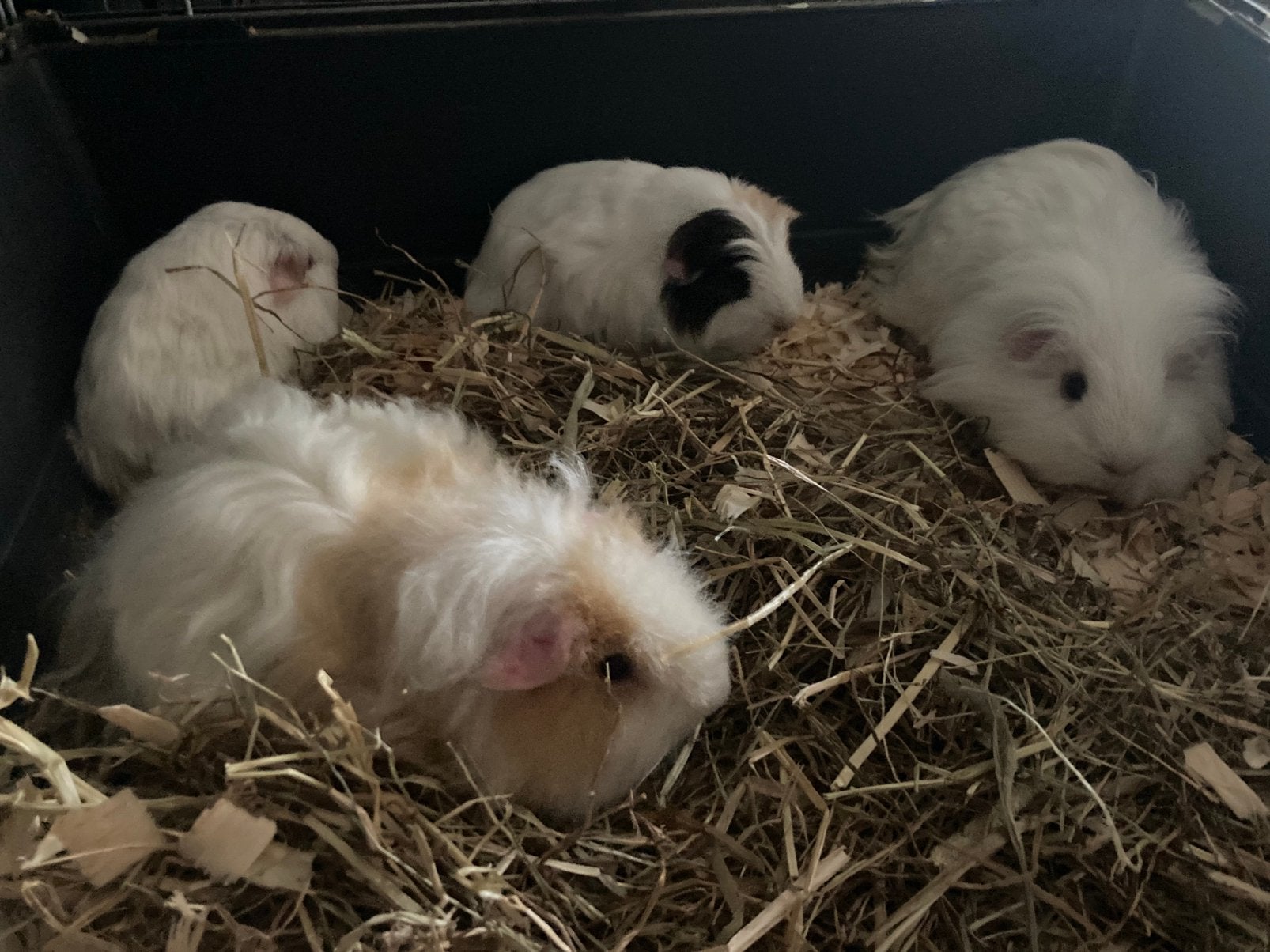 4 langharige cavia beren (vader met zijn 3 zonen), Dieren en Toebehoren, Februari, Mannelijk, Cavia
