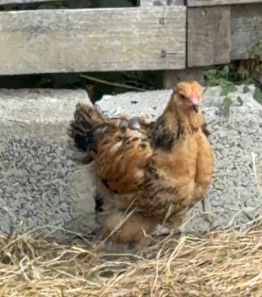 Coq, Enlèvement