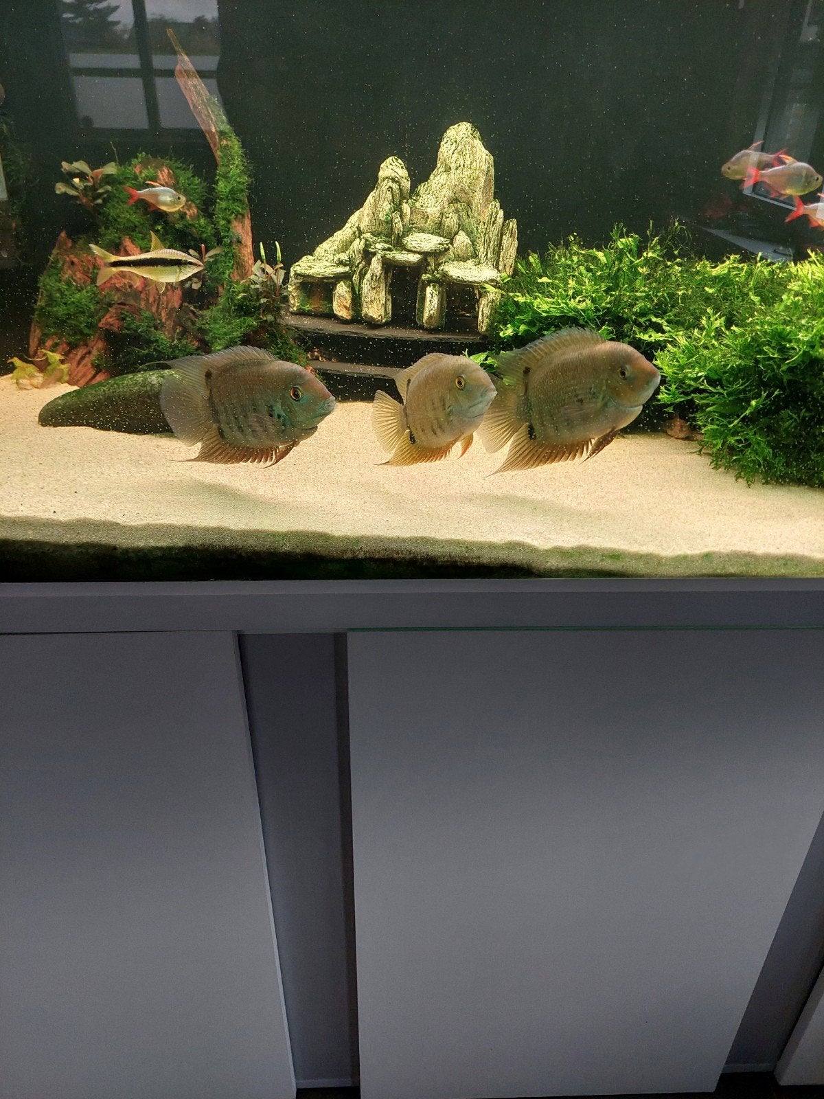 3x heros sp turquoise lago jua, Animaux & Accessoires, Poisson, Poisson d'eau douce