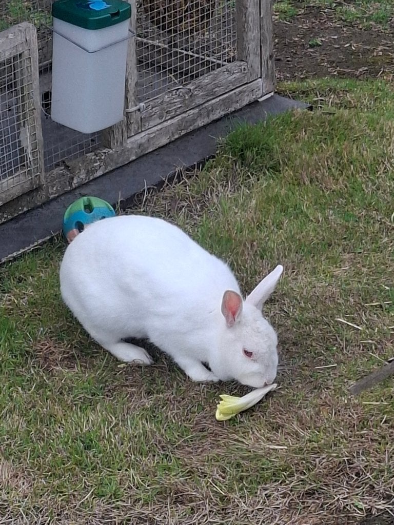 Albino dwergkonijn (vrouw), Femelle