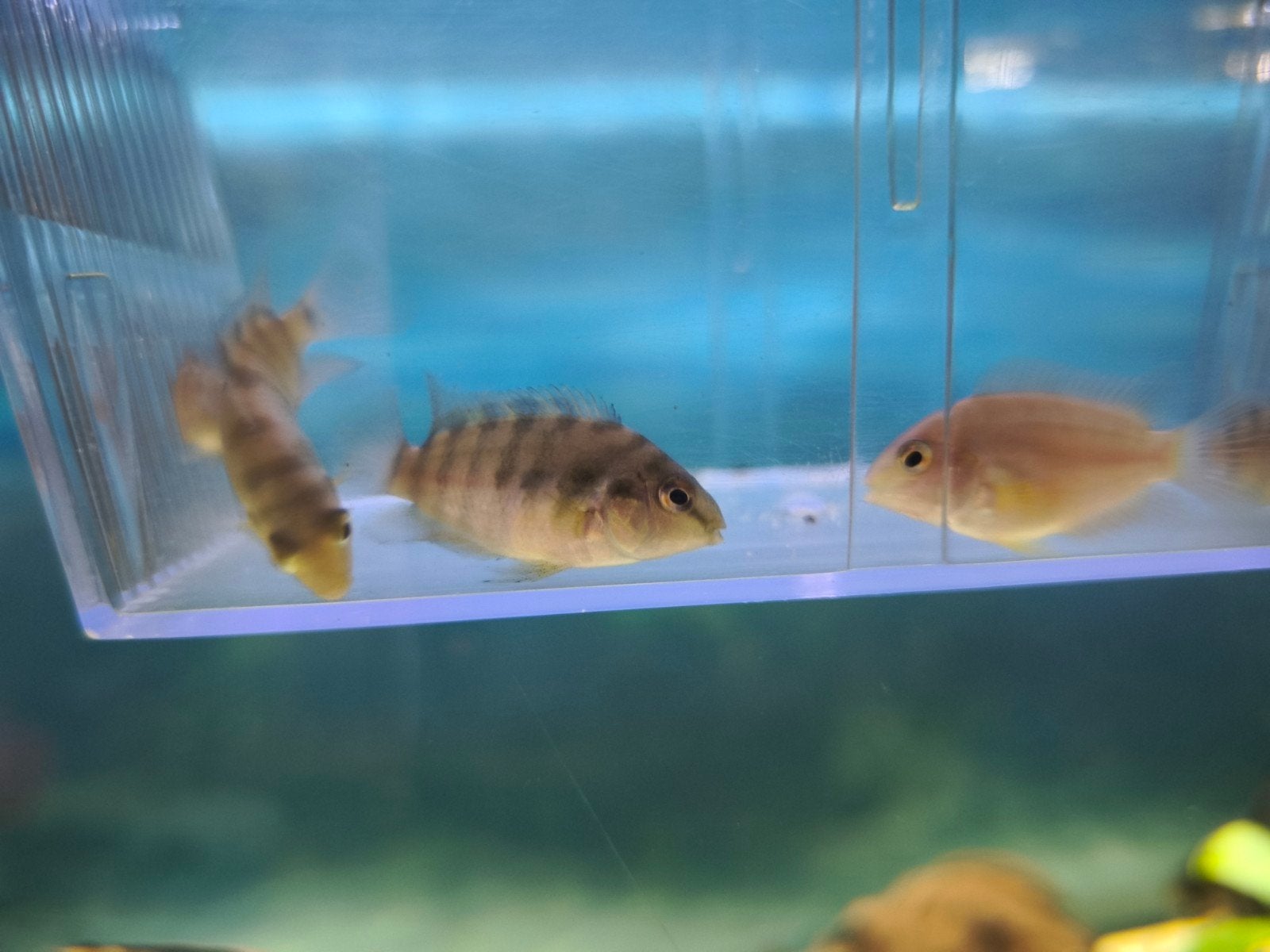 5 x chiclide jongen, Dieren en Toebehoren, Vis, Zoetwatervis, Schoolvis