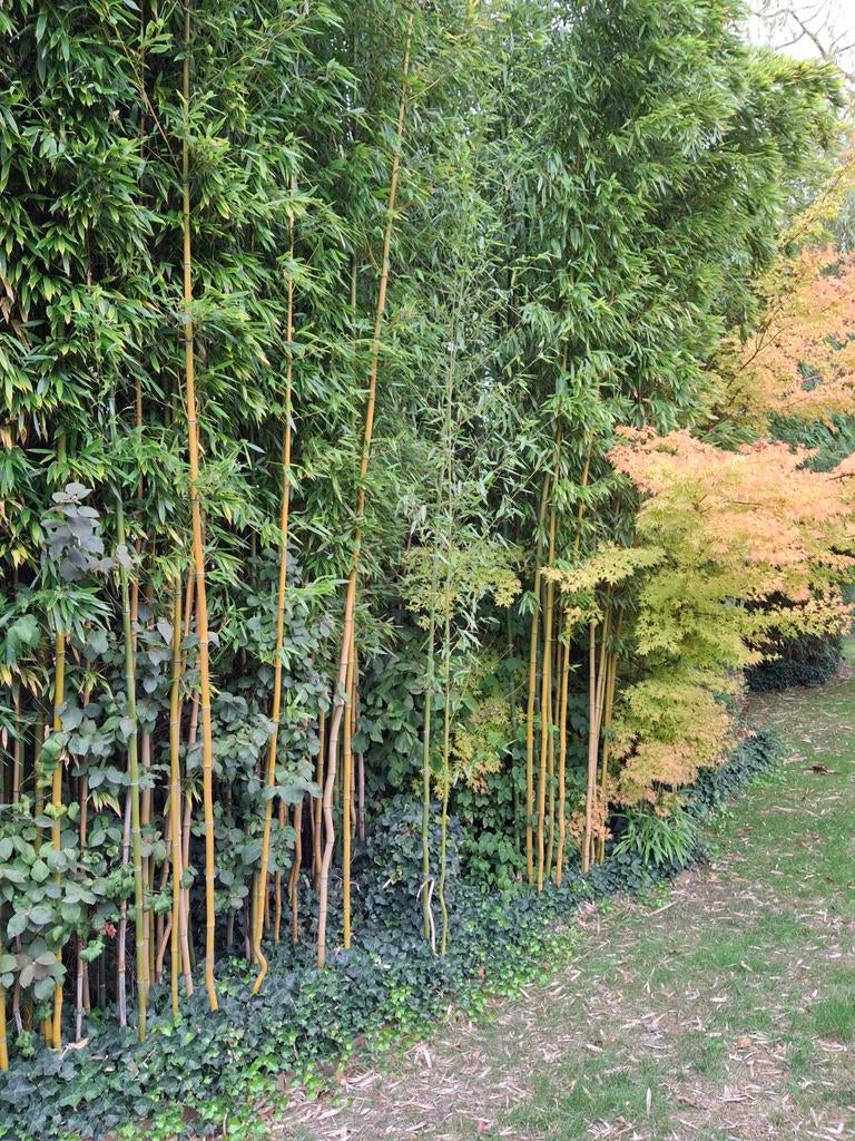 Bamboestokken gratis, Ophalen