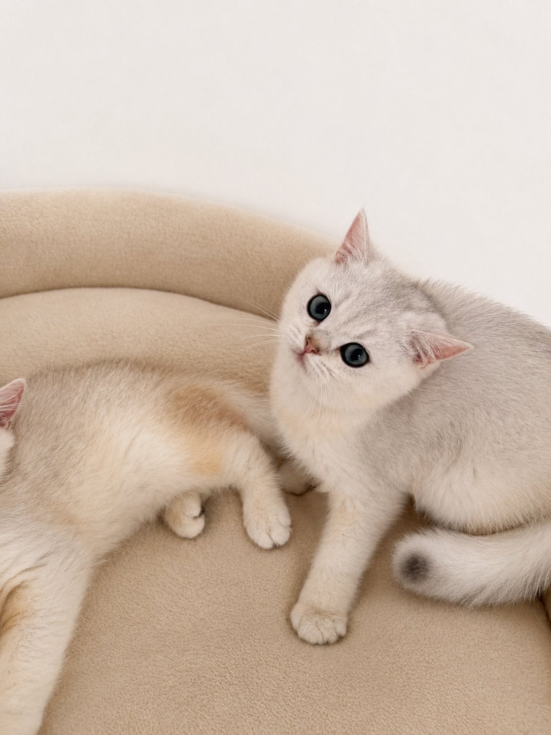 Brits korthaar kitten met stamboom beschikbaar, Animaux & Accessoires, Chats & Chatons | Chats de race | Poil ras, Chat, Avec pedigree