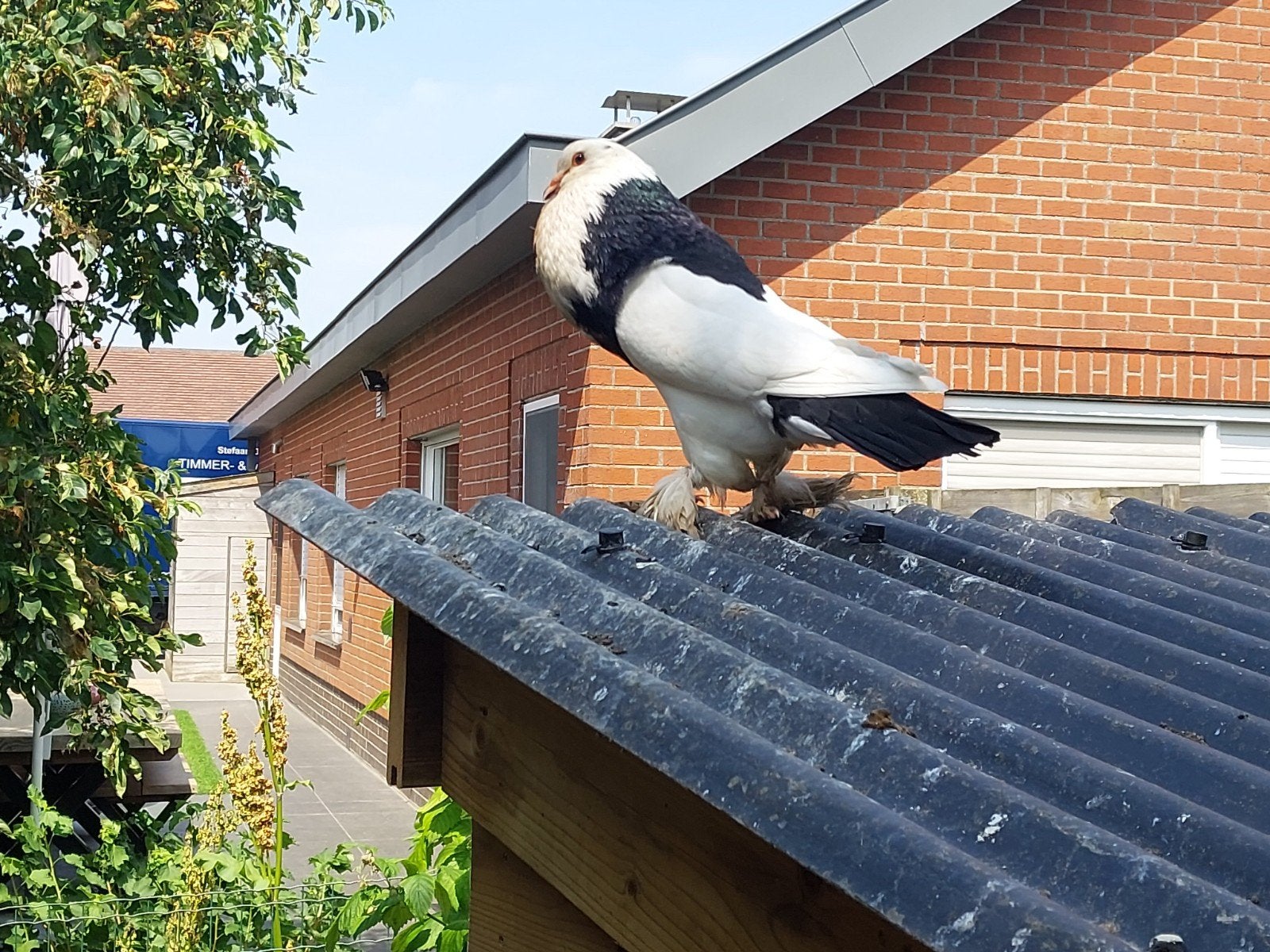 Echte raszuivere gentse kroppers., Dieren en Toebehoren, Vogels | Duiven, Meerdere dieren, Kropper