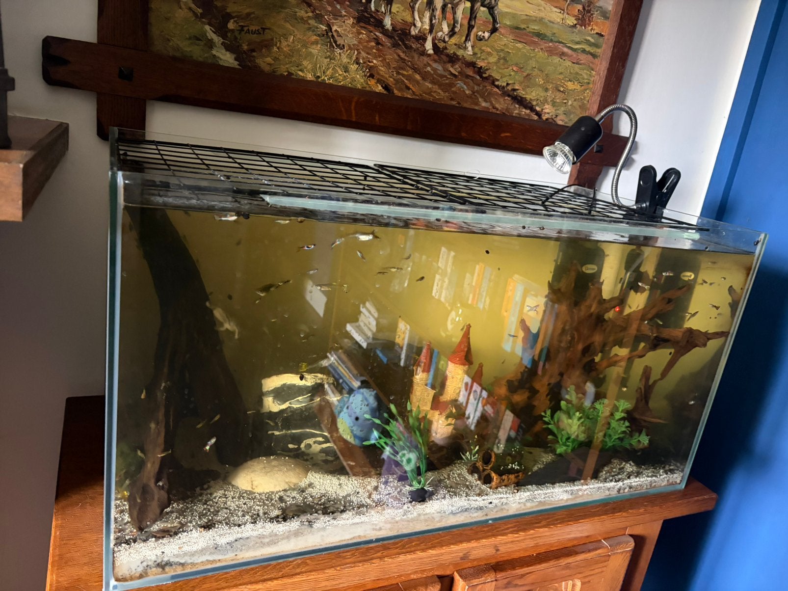 Volledig aquarium met vissen, Ophalen, Inclusief vissen, Zo goed als nieuw, Filter