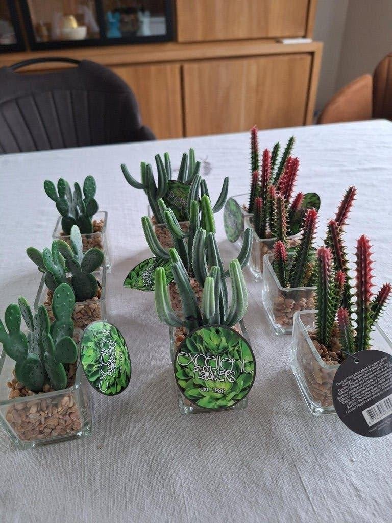 nepplantjes, Ophalen, Zo goed als nieuw, Inclusief kunstbloemen