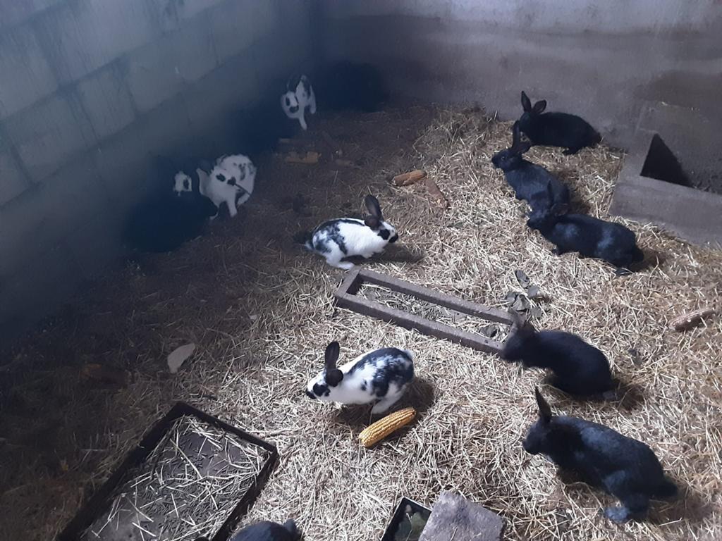 Kruising vlinder x zilverkonijnen, Dieren en Toebehoren, Meerdere dieren, Groot, 0 tot 2 jaar