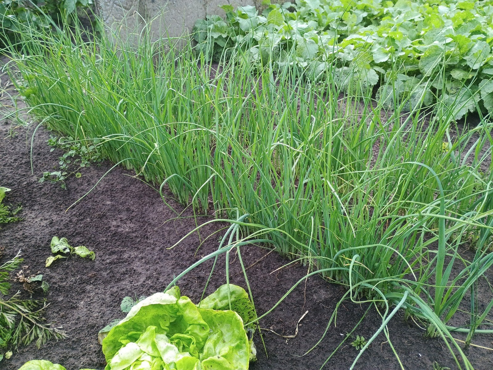 Prei planten, Ophalen