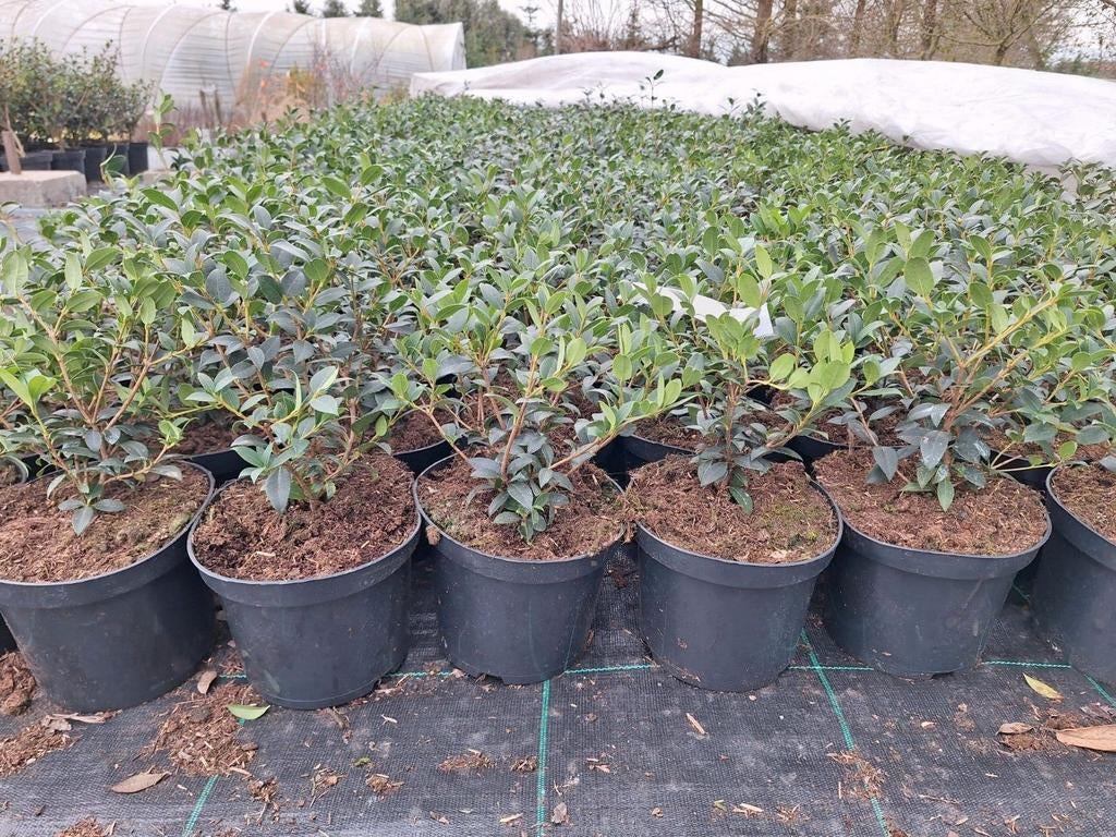 ‼️osmanthus Burkwoodii aan promoprijzen ‼️, Enlèvement, Taxus