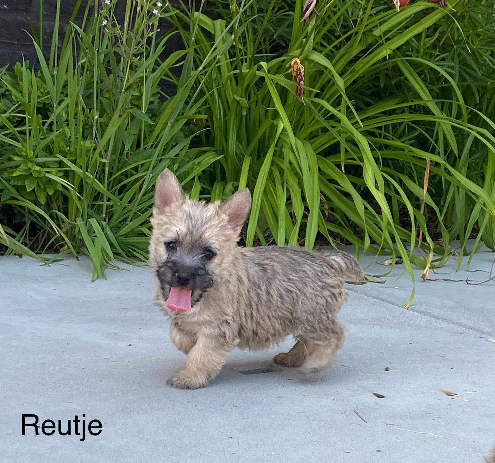 Chiots Cairn Terrier, Animaux & Accessoires, Chiens | Jack Russell & Terriers, Plusieurs animaux, Autres races, Éleveur | Professionnel