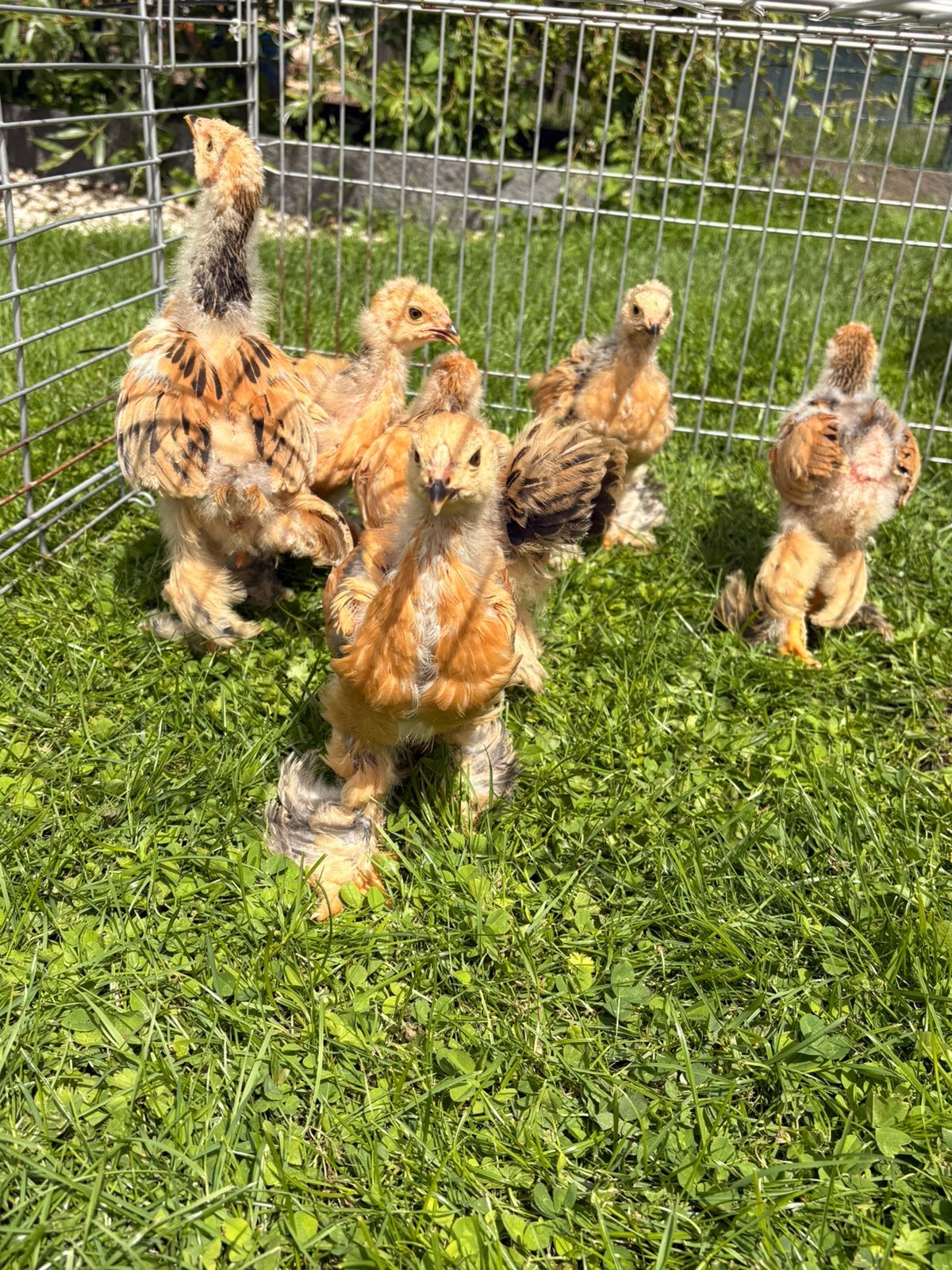 Kleurzuivere Brahma haantjes Buff Columbia zwart te koop, Dieren en Toebehoren, Mannelijk, Kip