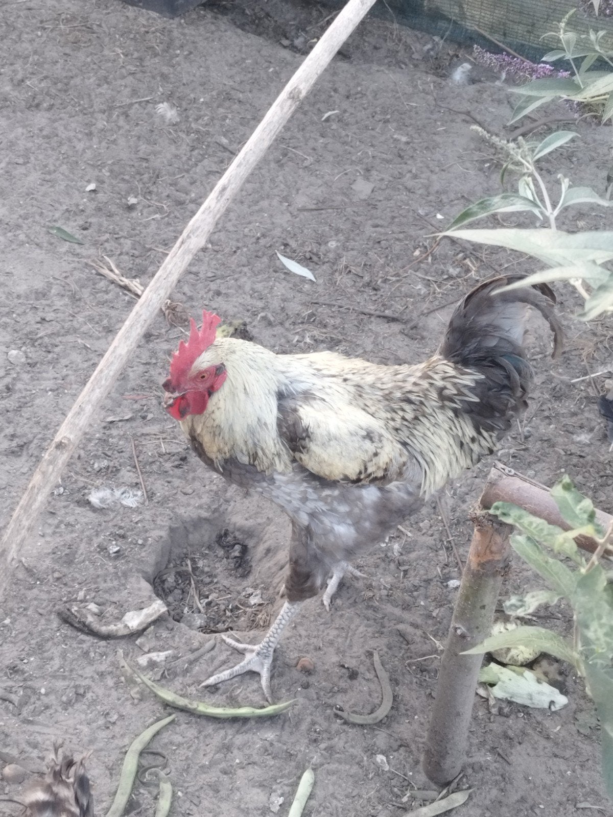 Gratis haan, Mâle, Poule ou poulet