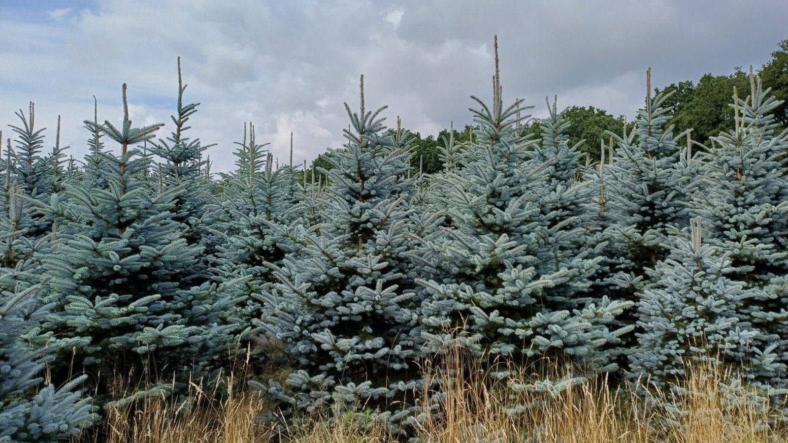 énorme promotion de sapins de Noël de 80 cm à 25 mètres, Articles professionnels, Enlèvement ou Envoi