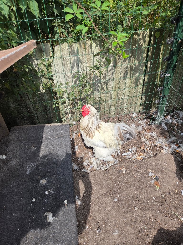 Witte brahma haan, Dieren en Toebehoren, Pluimvee, Mannelijk