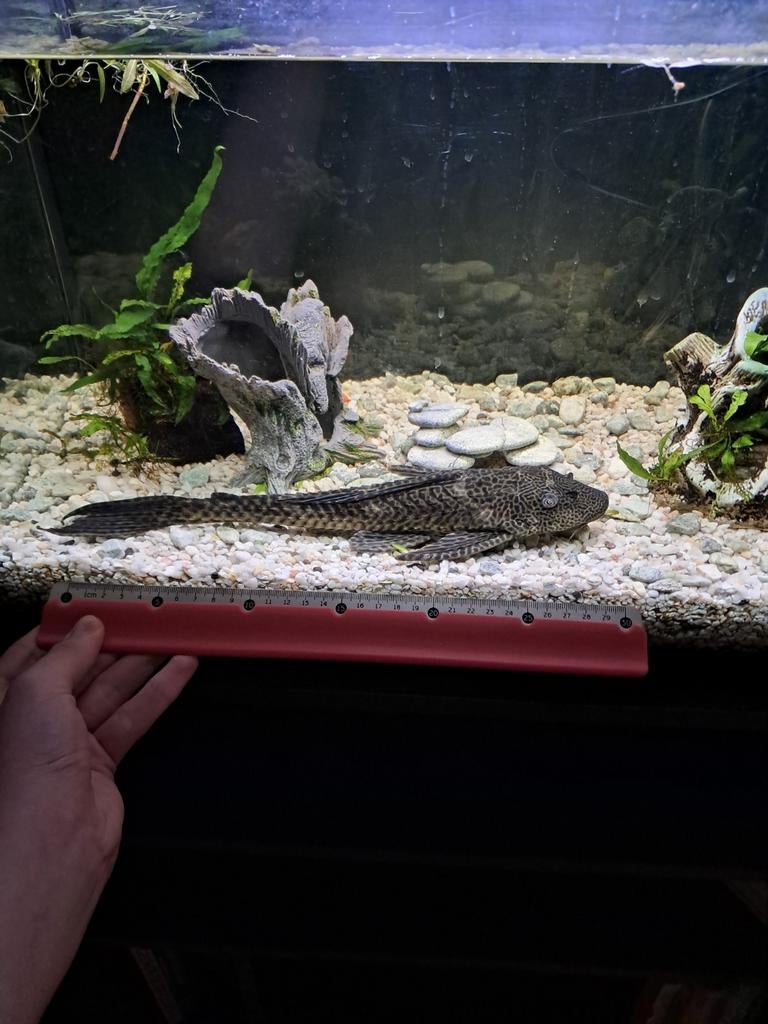 Pleco 30cm, Enlèvement