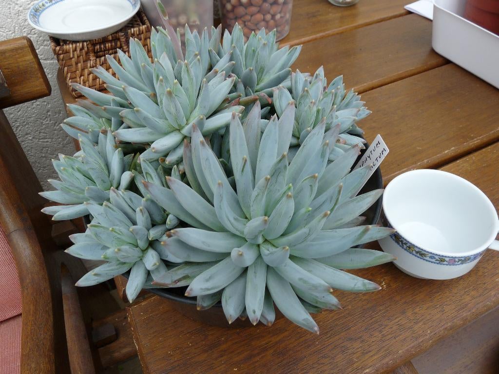 vetplant, Huis en Inrichting, Kamerplanten, Ophalen, Vetplant, In pot, Minder dan 100 cm