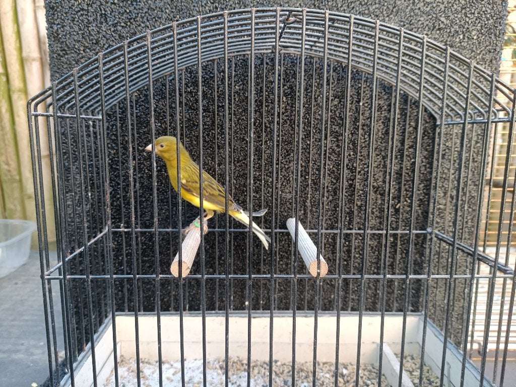 Raza Espagnola - zangkanarie - 2025 - man, Animaux & Accessoires, Oiseaux | Canaris, Mâle, Canari chanteur