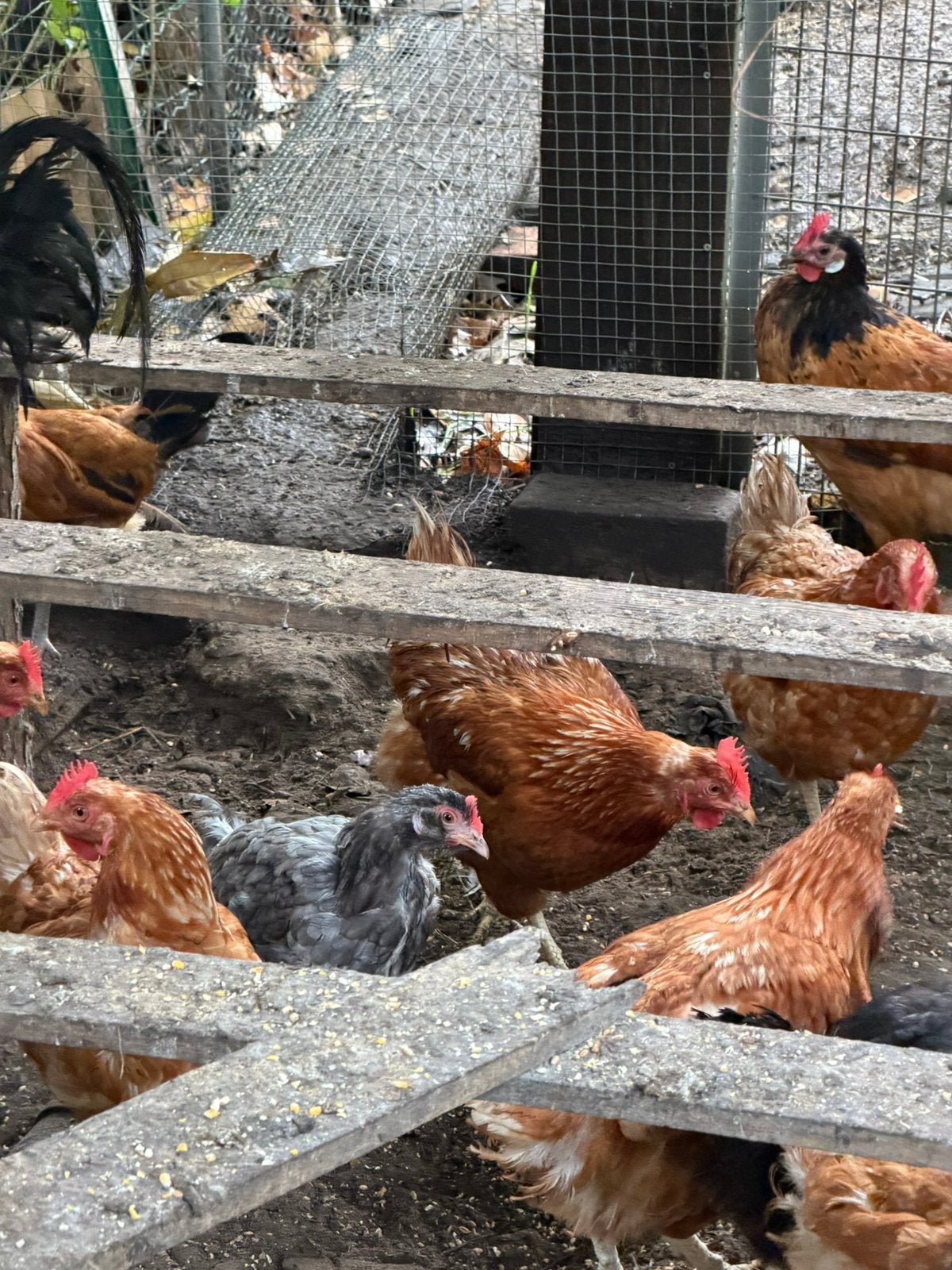Kippen te koop, Dieren en Toebehoren