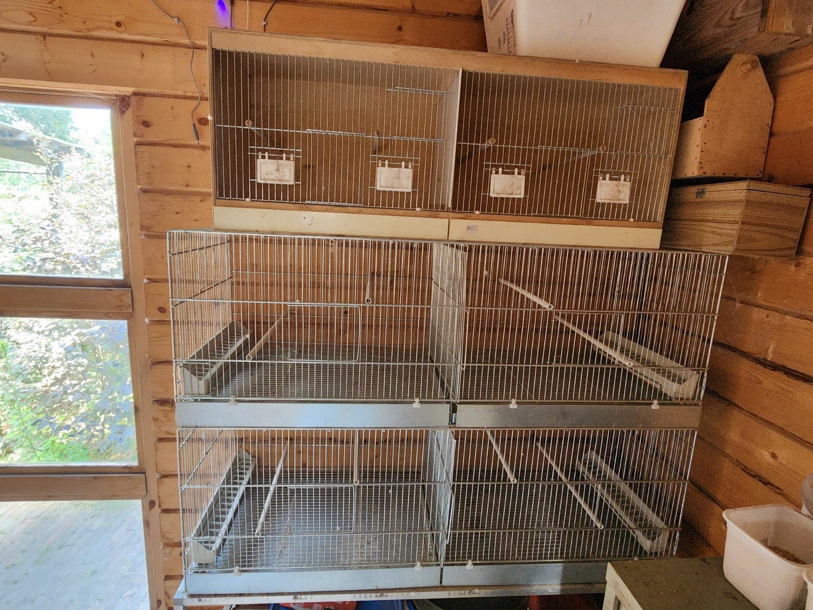 Kweekkooien, Dieren en Toebehoren, Ophalen