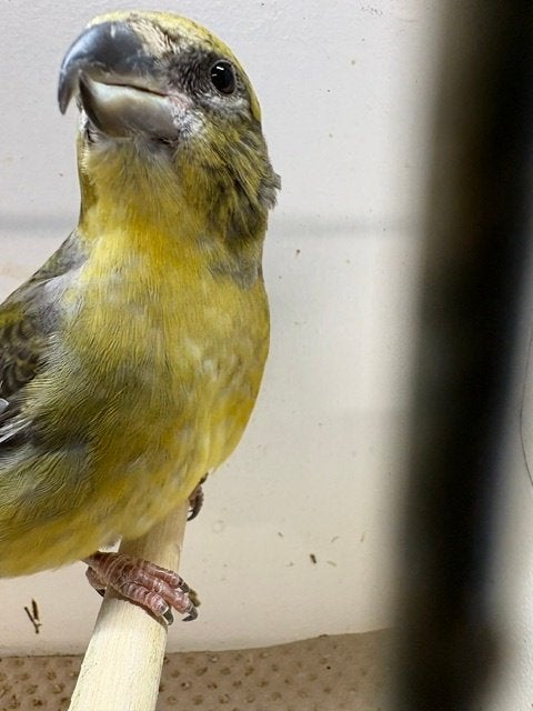 Grote Kruisbek man, Mâle, Oiseau chanteur sauvage, Domestique
