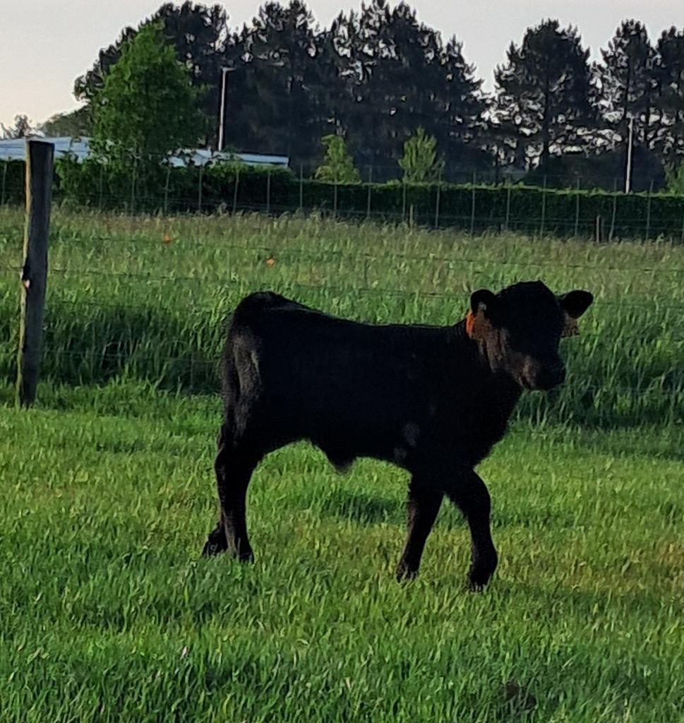 Dexter stierkalf, Dieren en Toebehoren, Runderen