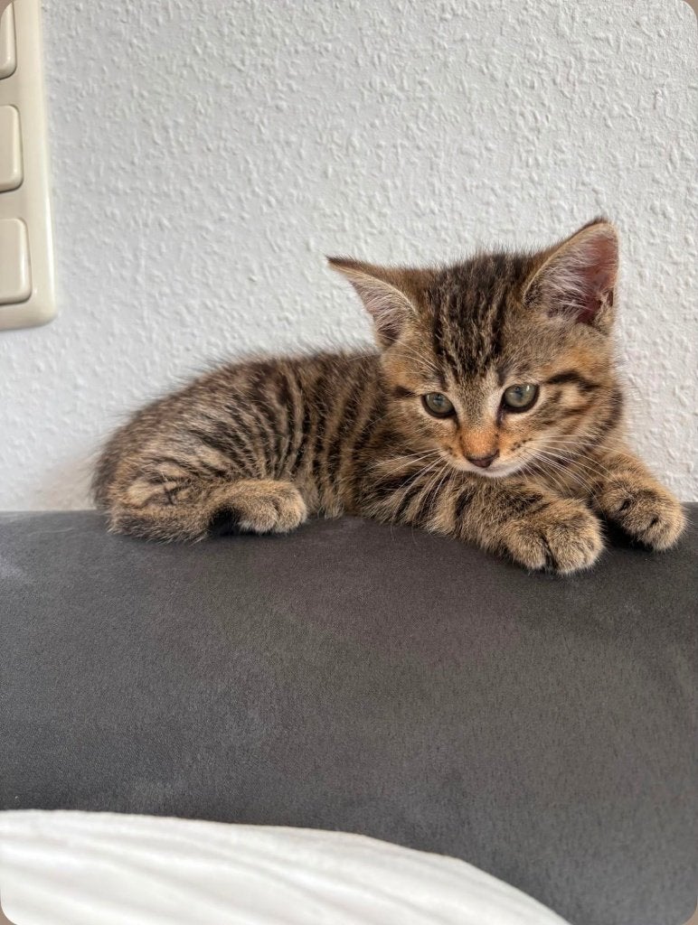 JE RECHERCHE UN CHATON A DONNER, Chat, Vacciné, 0 à 2 ans
