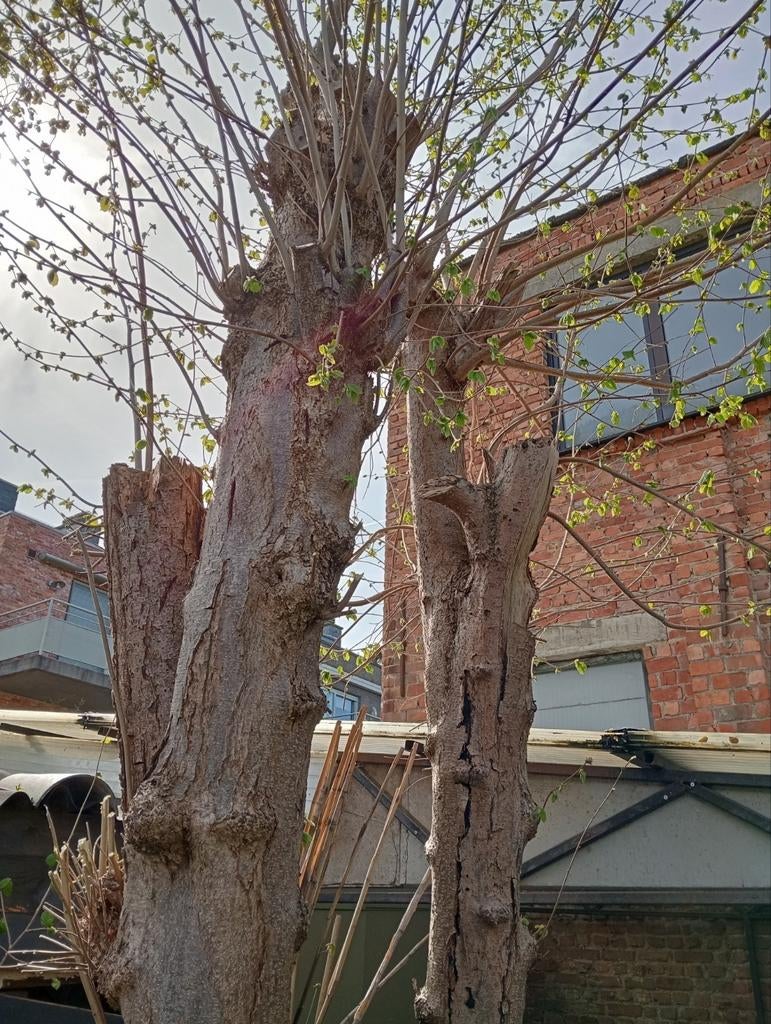 Wilg - Lindeboom gratis uitdoen + Gratis hout, Ophalen, Winter