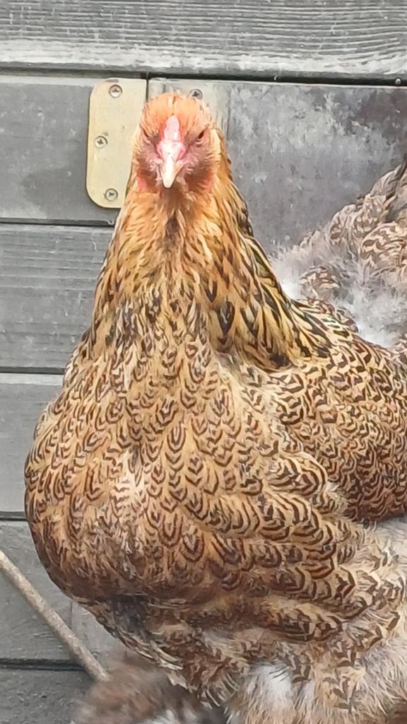 4 poules +1 coq GD brahma(7340)