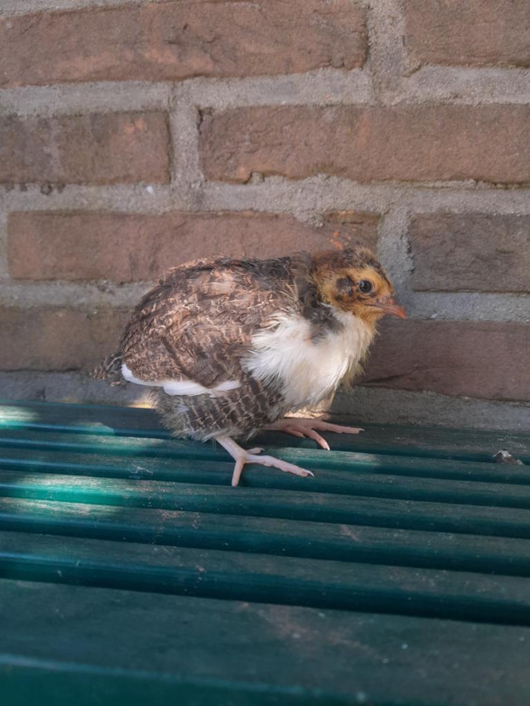 Jonge kwartels beschikbaar, Plusieurs animaux, Autres espèces