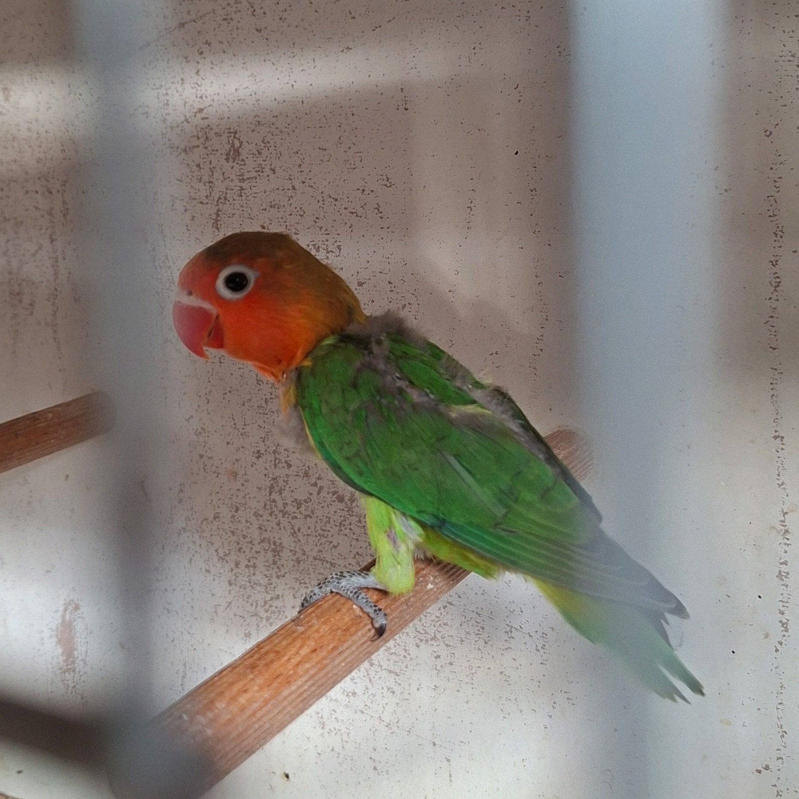Agapornis Fischeri jong, Sexe inconnu, Perroquet nain ou Inséparable, Bagué