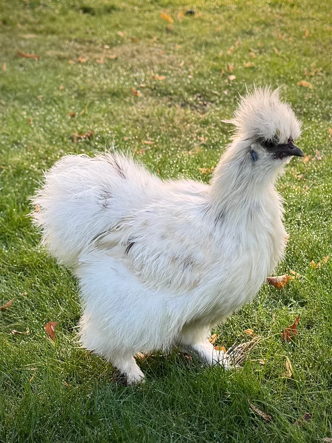 Zijdehoen haantje paint, Dieren en Toebehoren, Mannelijk, Kip