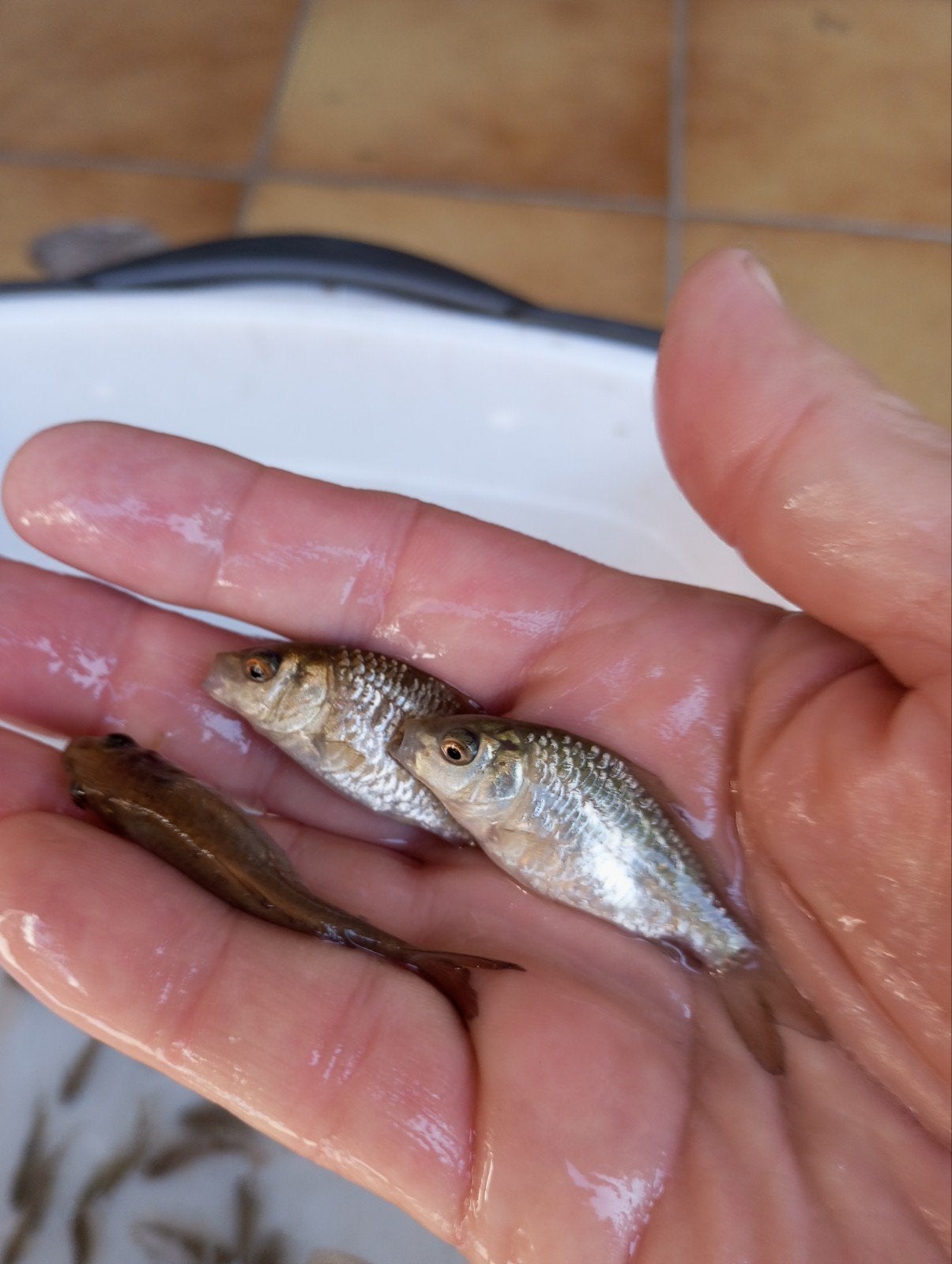 Valkenswaard Hongaarse spiegel karpertjes 5/6cm, Ophalen
