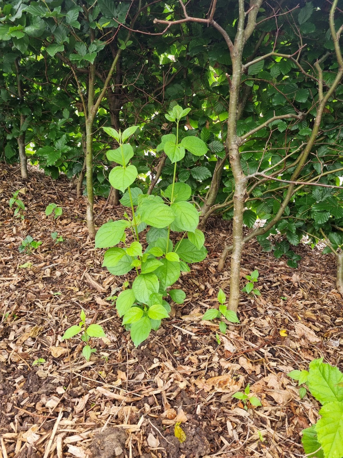 URGENT ! PLANTS DE CORNOUILLER SANGUIN A SAISIR, Jardin & Terrasse, Plantes | Jardin