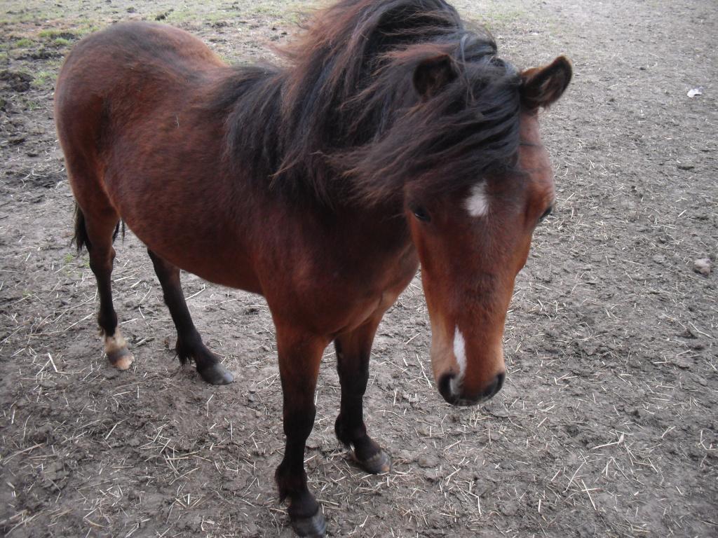 chetlanders, Dieren en Toebehoren, Pony's, Meerdere dieren, Gechipt