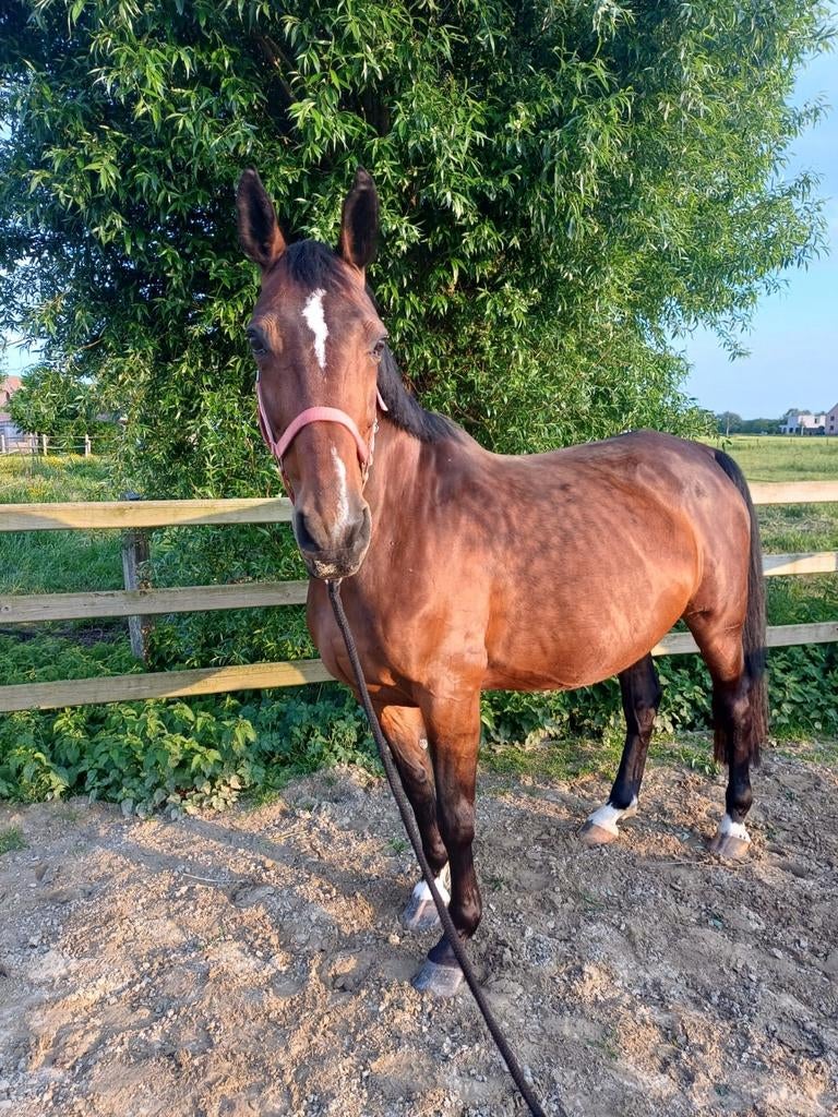 Interessante fokmerrie drachtig Jaguar vd Berghoeve, Dieren en Toebehoren, Paarden, Hengst