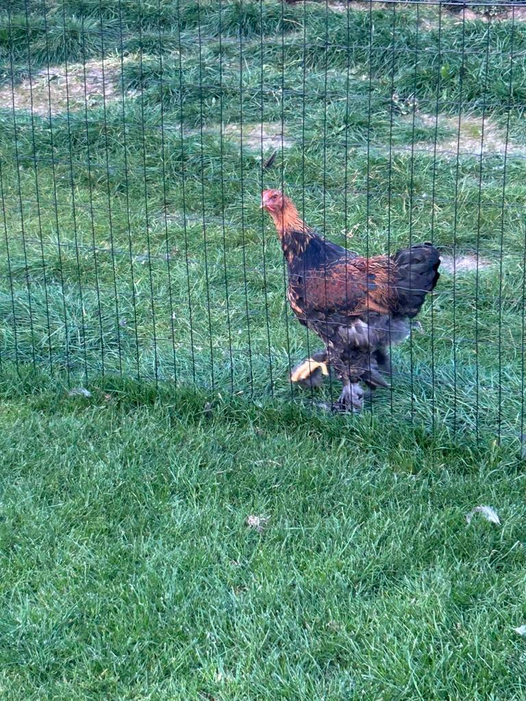 Brahma goudpatrijs., Dieren en Toebehoren