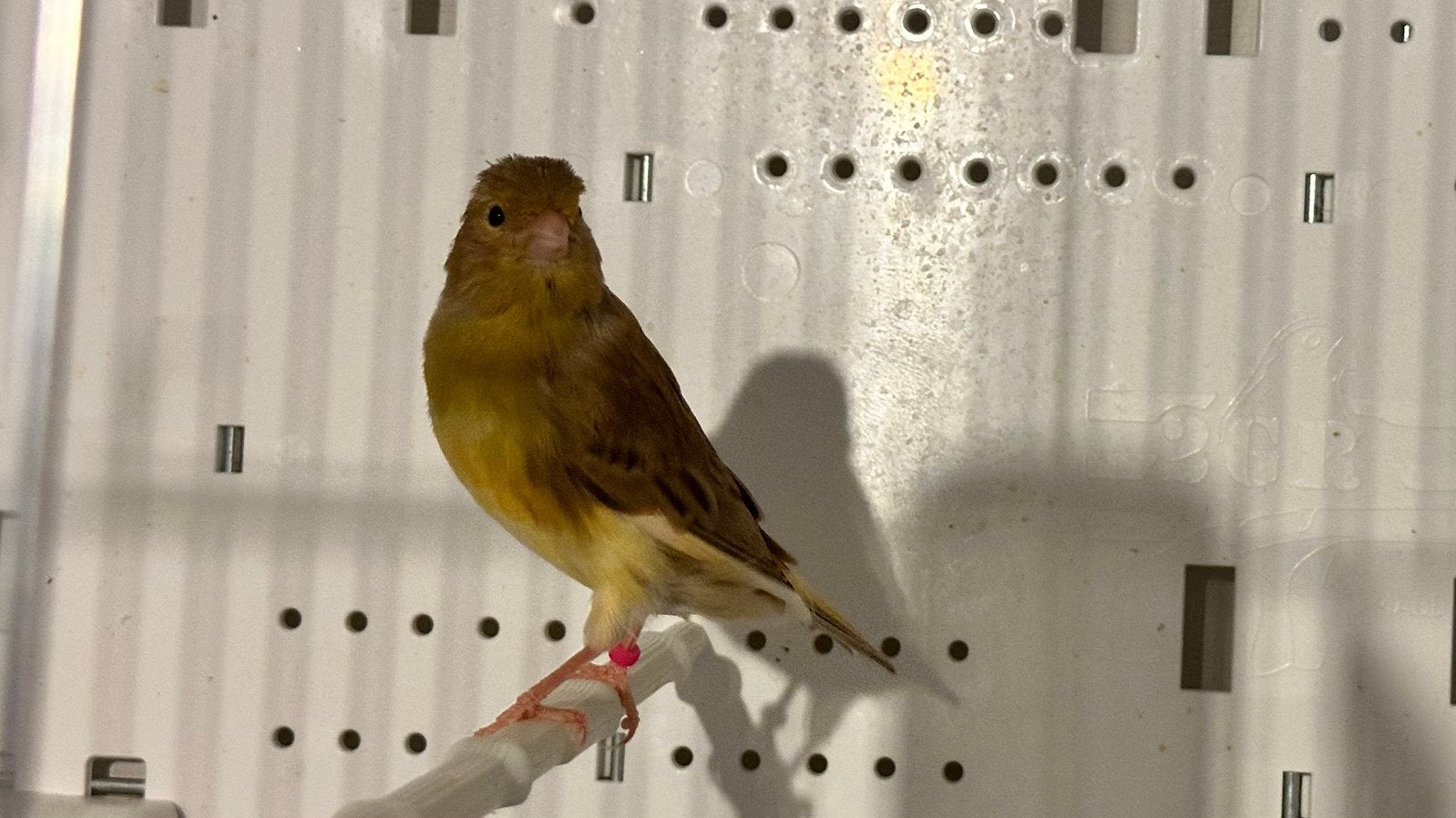 Kanarie, Dieren en Toebehoren, Vogels | Overige Vogels, Vrouwelijk