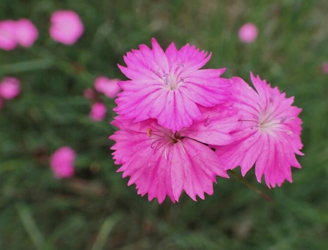 Dianthus carthusianorum, Tuin en Terras, Planten | Tuinplanten, Ophalen, Volle zon, Vaste plant, Siergrassen