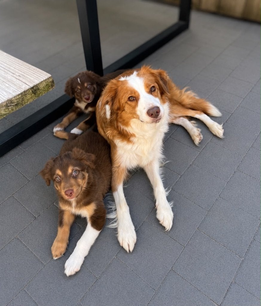 Superbes chiots border collie (parents testés), Animaux & Accessoires, Colley, Plusieurs, Hépatite contagieuse (maladie de Rubarth)