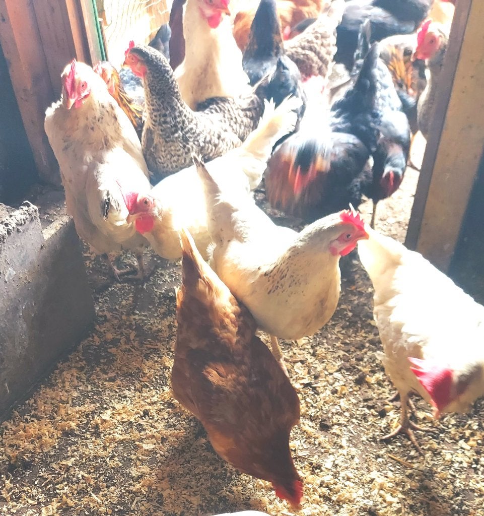 poules  pondeuses 13 mois, Femelle, Poule ou poulet
