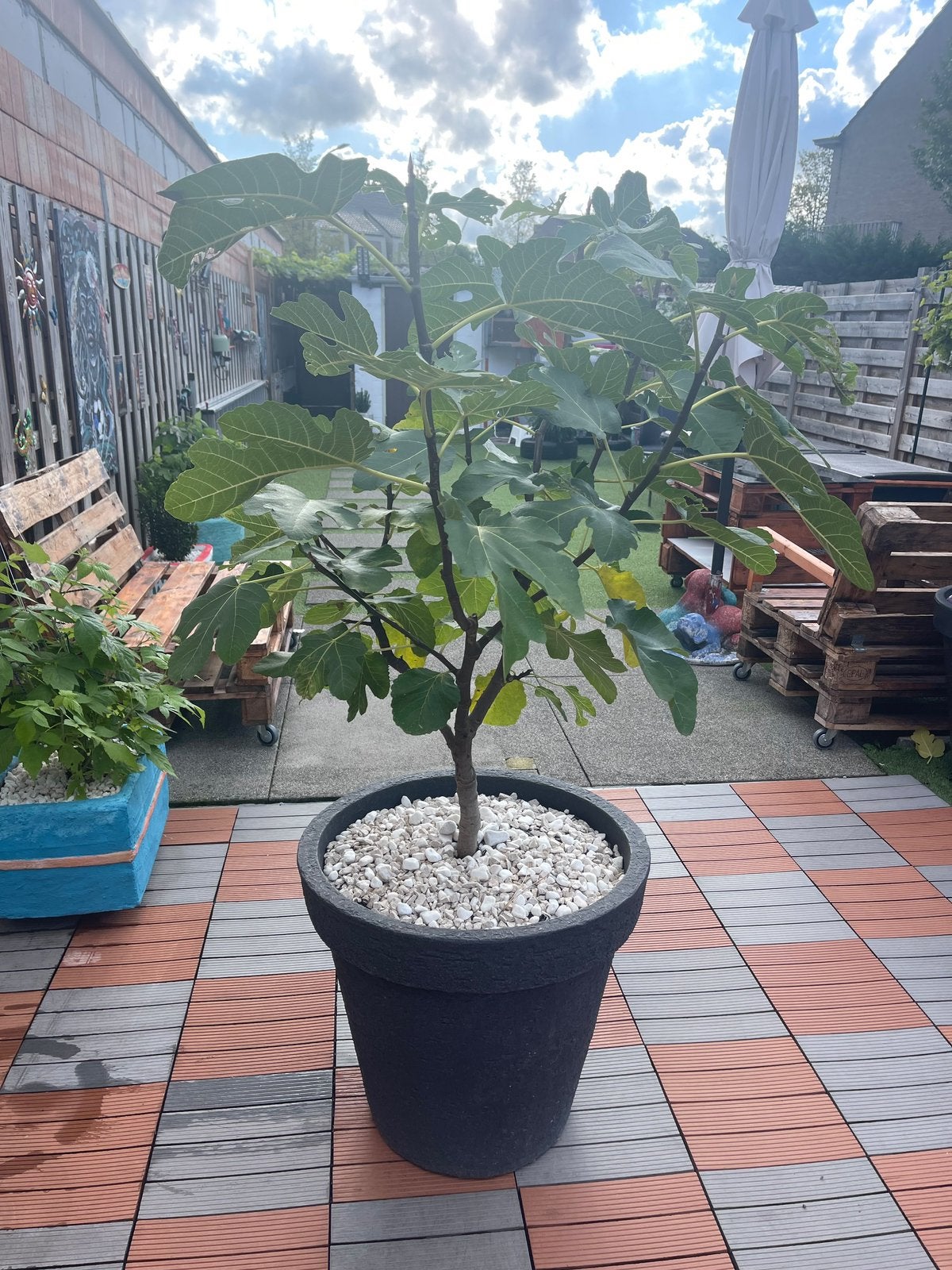 Vijgenboom, Ophalen, Vijgenboom