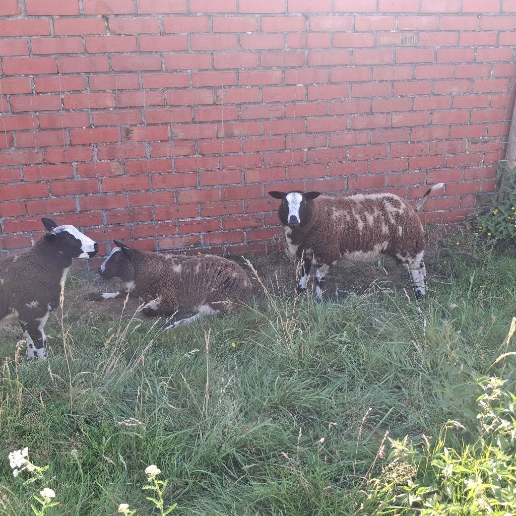 Grote bonte ramlammen + ooi, Animaux & Accessoires