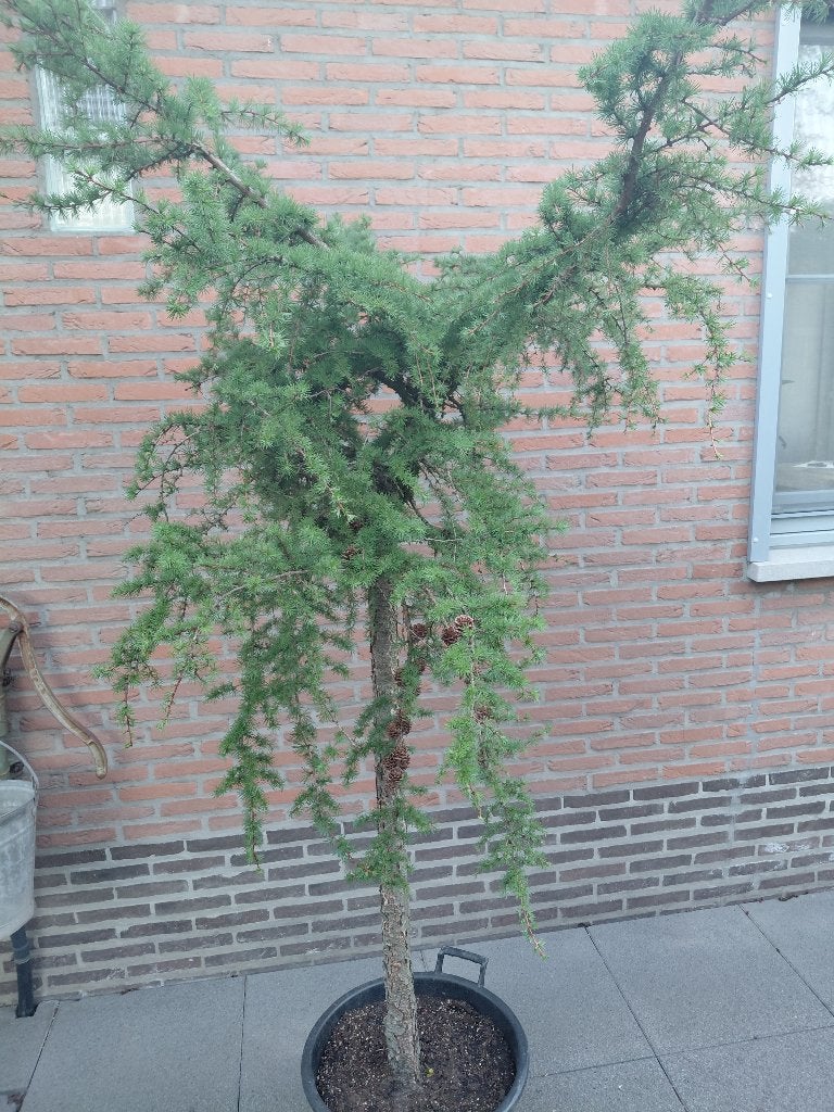 Larix op stam, Tuin en Terras, Ophalen