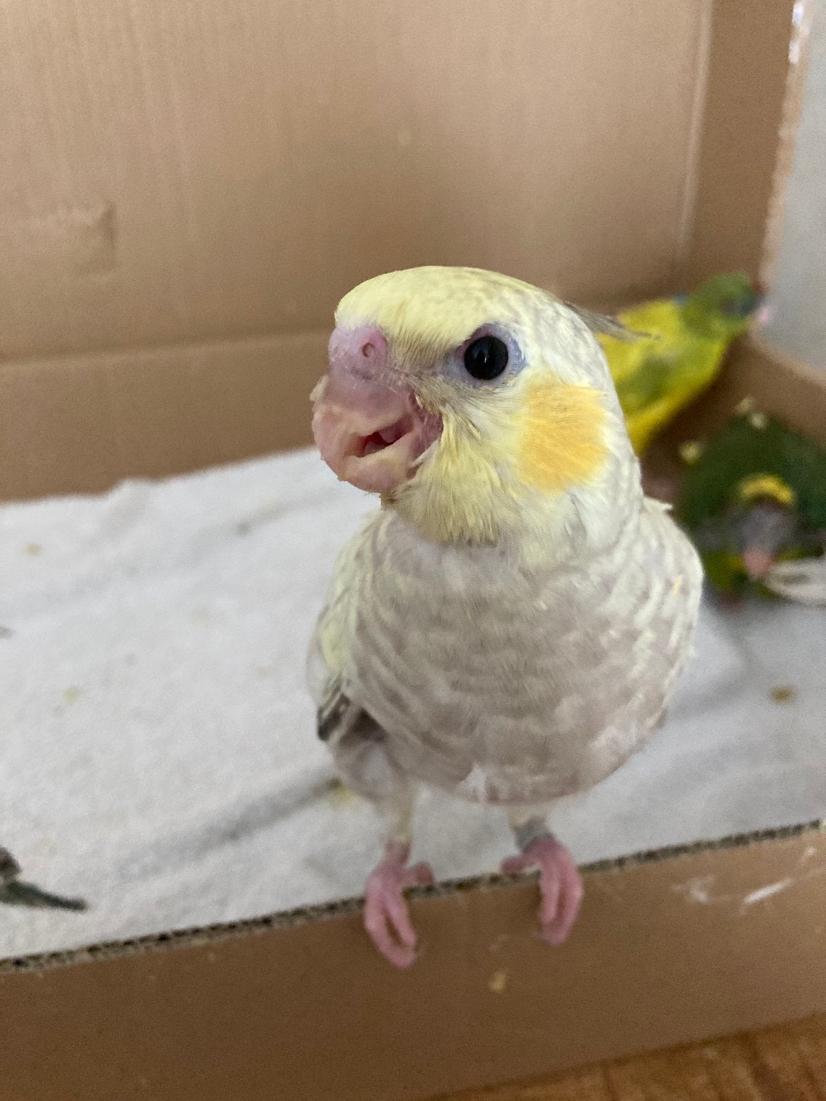 Jonge valkparkieten, Animaux & Accessoires, Oiseaux | Perruches & Perroquets, Perruche, Sexe inconnu, Domestique, Bagué