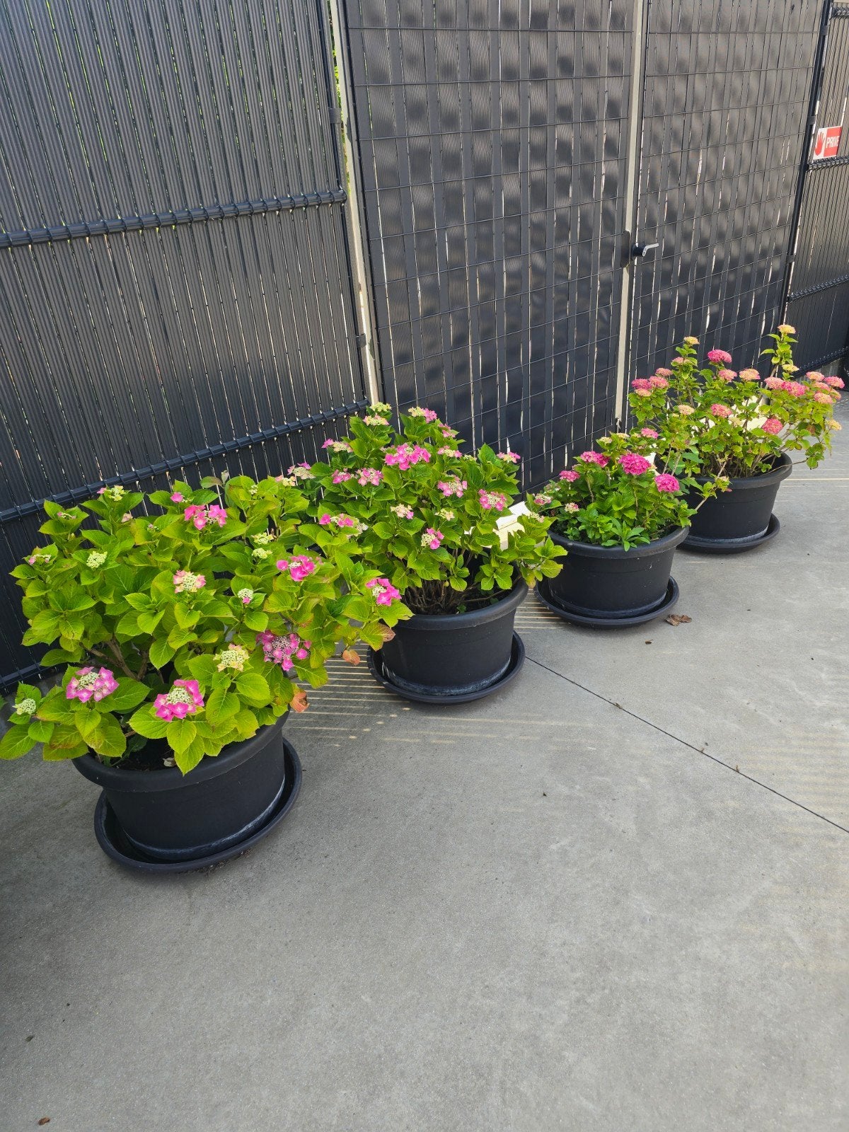 6x hortensia's €45/stuk, Jardin & Terrasse, Enlèvement