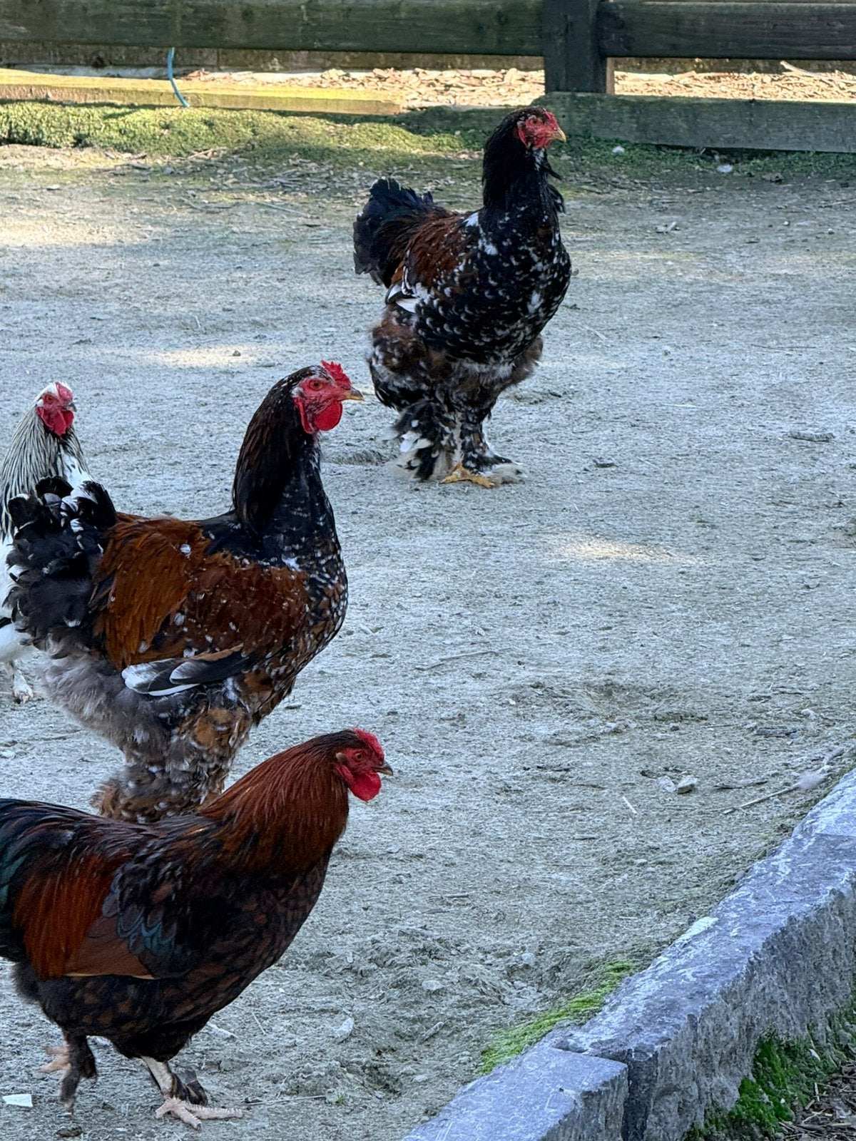 Brahma hanen, Dieren en Toebehoren, Pluimvee