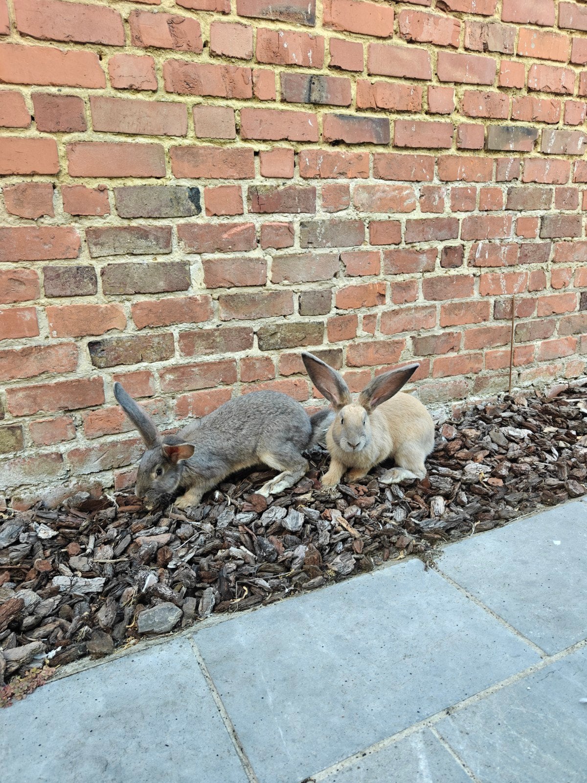 Duitse reus konijnen in verschillende kleuren, Dieren en Toebehoren, Konijnen, Mannelijk, Groot