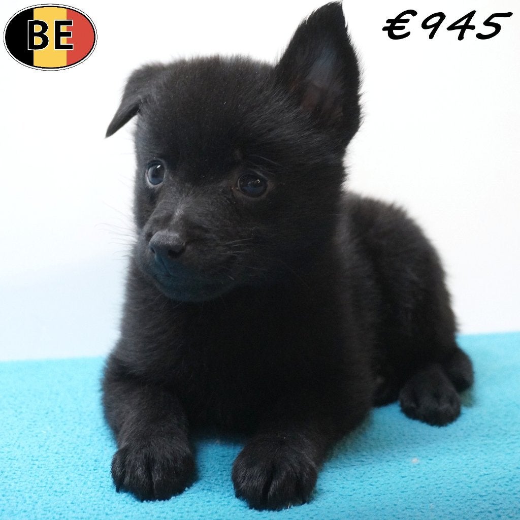 Schipperke, petit et courageux (chiots belges), Animaux & Accessoires, Commerçant, Maladie de Carré (chiens), Autres races, 8 à 15 semaines