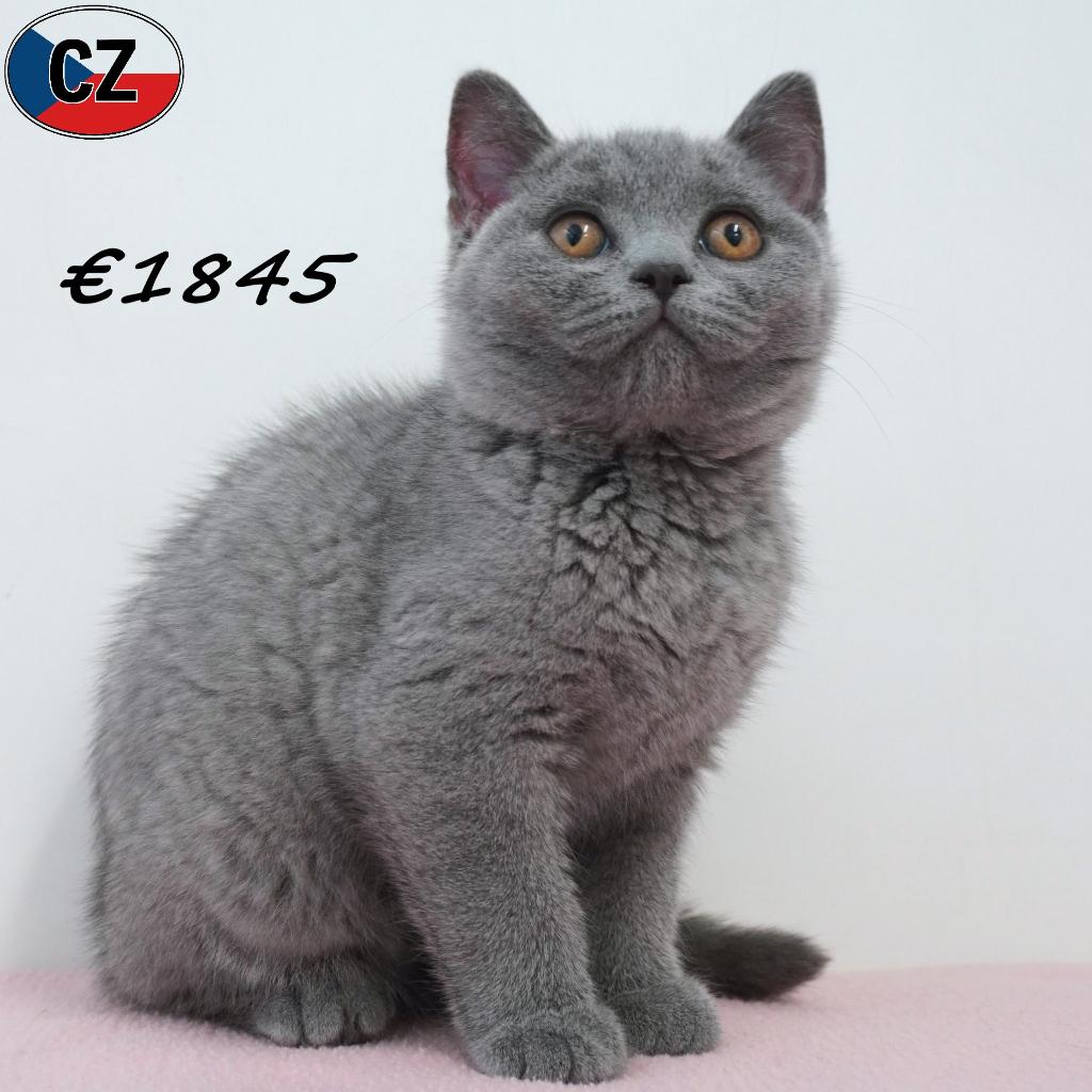 Britse Korthaar (Blauw) kittens te koop, Dieren en Toebehoren, Katten en Kittens | Raskatten | Korthaar, Meerdere dieren, Gechipt